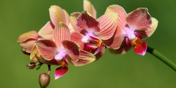 Order of orchid flower arrangements delivery to Riga and other cities of Latvia