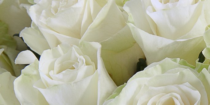 A classic bouquet of 19 roses, 60 cm long with delivery in Riga