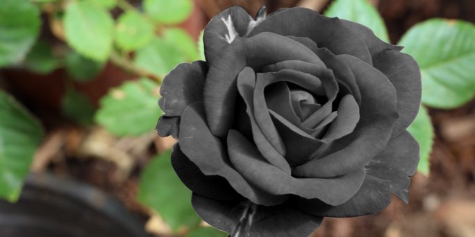 A bouquet of black roses with delivery to any address of Riga and all over Latvia