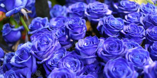 Blue flowers for bouquets at a bargain price in the online shop KROKUS.