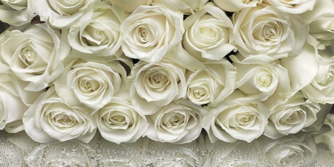 Buy 6 white roses inexpensively. Delivery of six white roses 40 cm to Riga, Latvia.