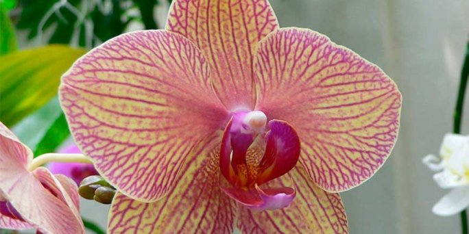Kā rūpēties par orhidejām un kur tās pasūtīt Rīgā ar piegādi mājās
