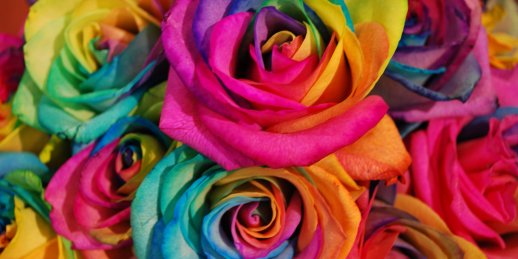 Nopirkt varavīksnes rozes ar piegādi Rīgā