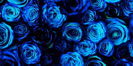Zilās rozes ar piegādi Rīgā – ātra zilo rožu pasūtījuma piegāde
