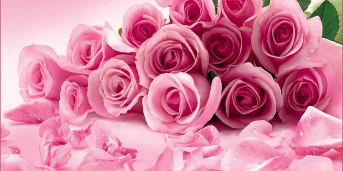Pasūtiet vienas rozā rozes piegādi Rīgā un citās Latvijas pilsētās