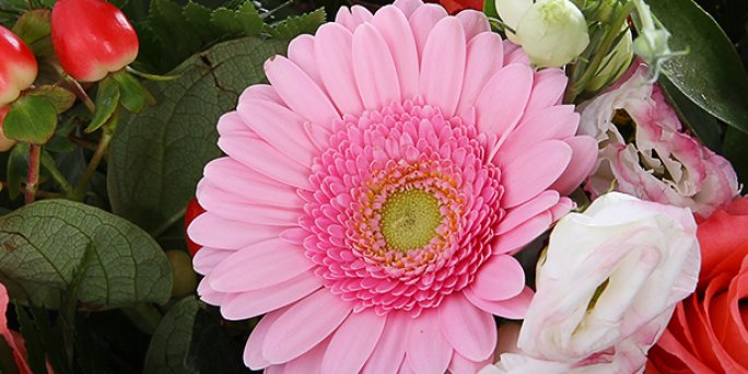 Pasūtiet svaigus ziedus 70. Dzimšanas dienai ar piegādi visā Latvijā