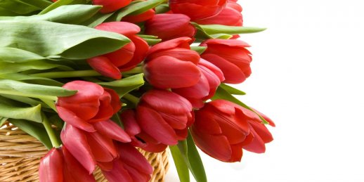 Тюльпан сегодня — это удивительная история прошлого и настоящая история заказа и покупки больших букетов тюльпанов в Риге