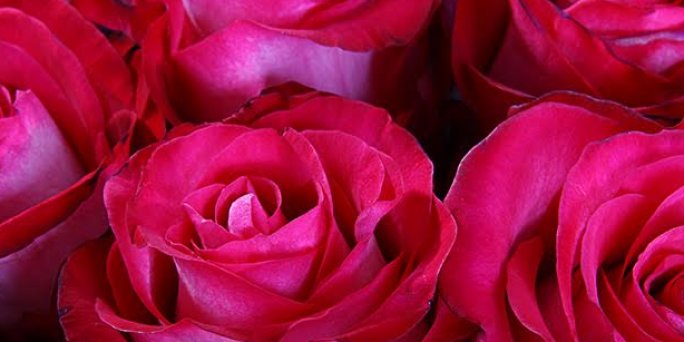 Немного о любви: Где можно заказать цветы в Риге?