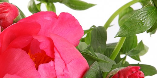 Заказ цветов Рига: Самые любопытные факты о комнатных растениях.