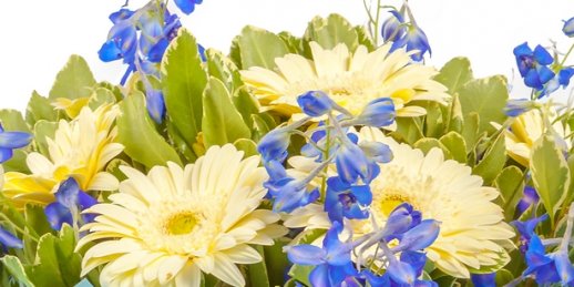 Купить цветы в Риге: Комнатные растения - шесть главных советов.