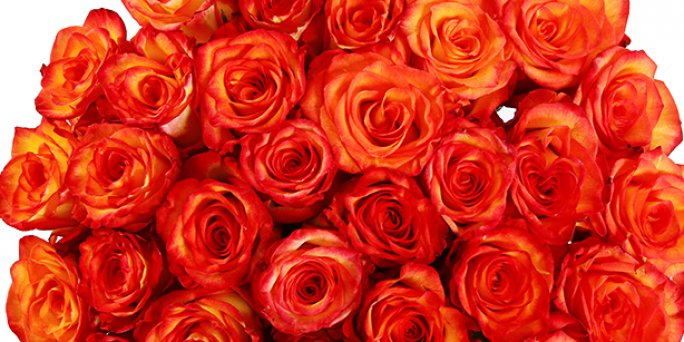 Доставка цветов Рига: Какие цветы купить на новоселье?