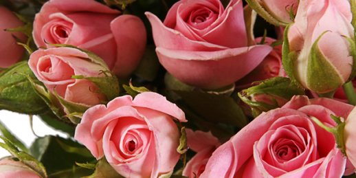 Купить цветы в Риге: Фитодизайн - Лучшие предложения от флористов.