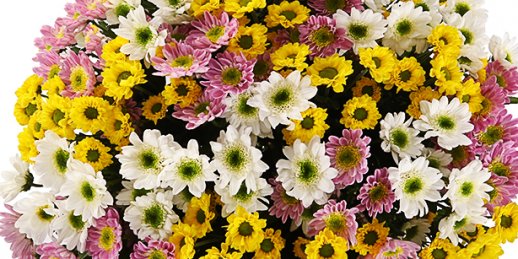 Доставка цветов Рига: Комнатные цветы и растерия в Риге.