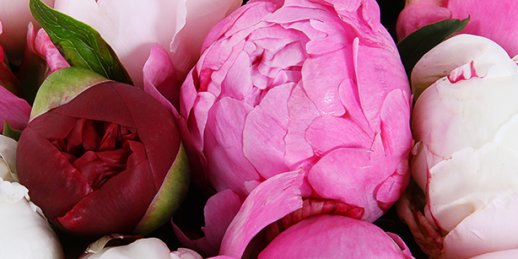 Доставка цветов Рига: Как выбрать запоминющийся подарок возлюбленной?