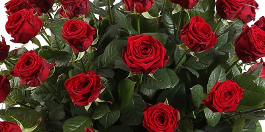 Заказать цветы в Риге: Комнатные растения - шесть полезных рекомендаций.