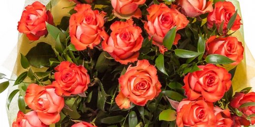 Купить цветы в Риге: Комнатные цветы - Советы профессионалов.