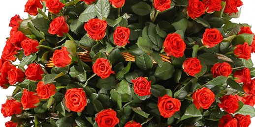 О чем важно помнить, заказывая цветы в Риге?