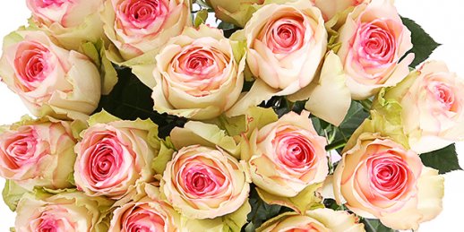 Что выбрать и как заказать цветы с доставкой в Риге: шикарные букеты цветов.