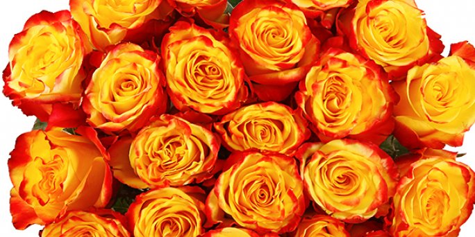 Как купить букет из радужных роз в Риге: курьерская доставка.