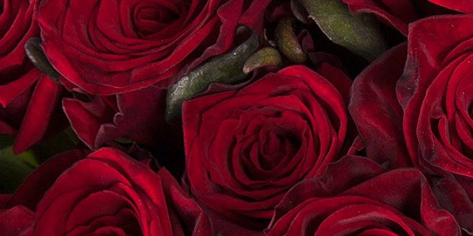 Как заказать поштучно розы высокие в Риге: срочная доставка.