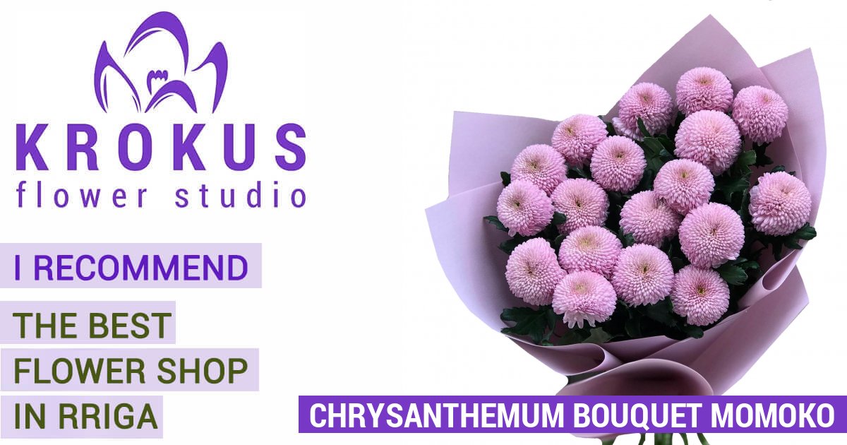 Chrysanthemum bouquet Momoko is a bouquet of fresh cut flowers. KROKUS