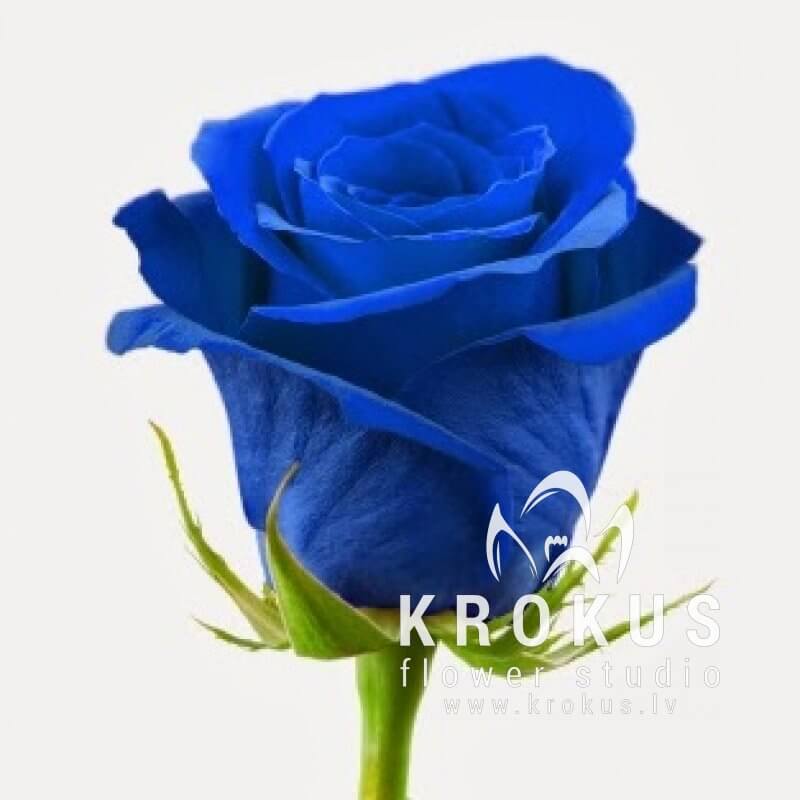 Image result for blue rose