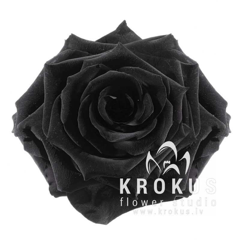 Single black rose delivery to Riga. Single long stem rose ...