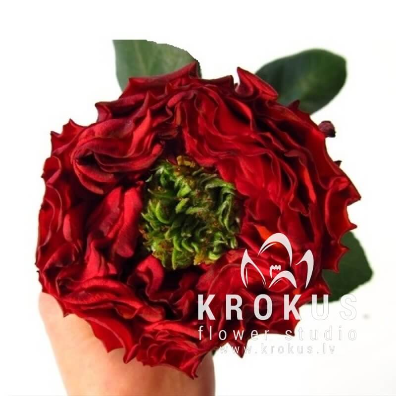 Роза Red Eye это букет из свежих срезанных цветов. KROKUS - лучший ...