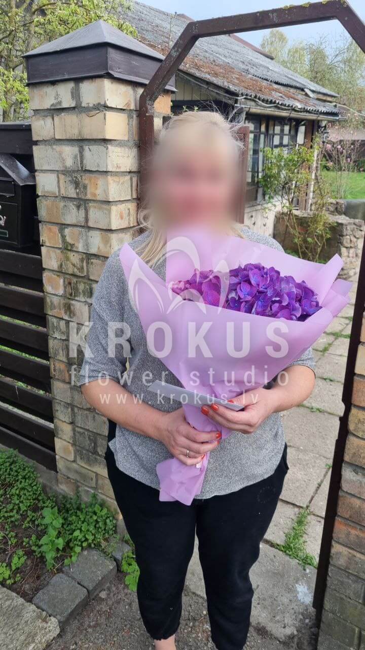 Deliver flowers to Rīga (hydrangeas)