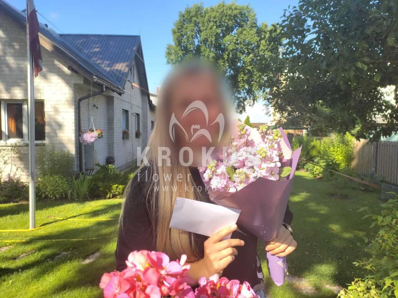Deliver flowers to Jūrmala (matthiola)