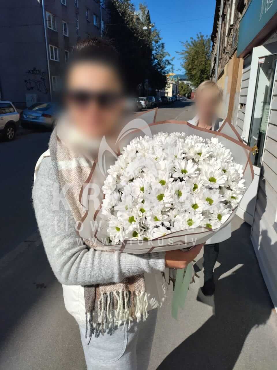 Ziedu piegāde Latvia Rīga (margrietiņas krizantēmas )