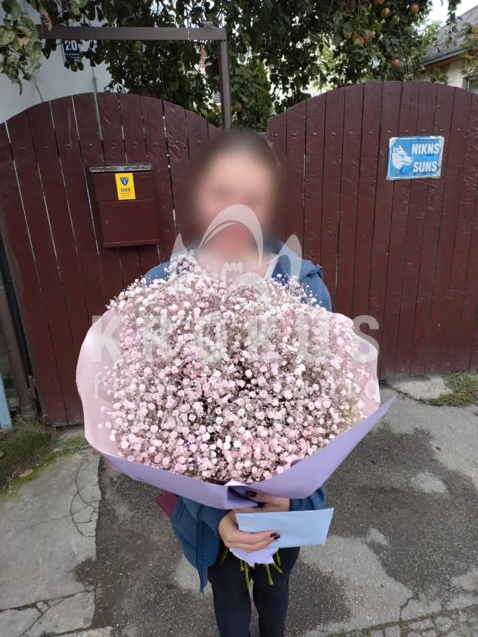 Доставка цветов в город Рига (гипсофила)