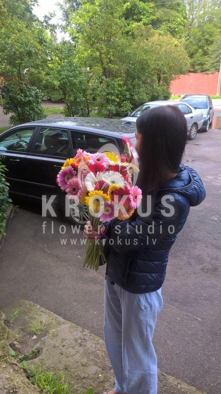 Deliver flowers to Latvia (germini)