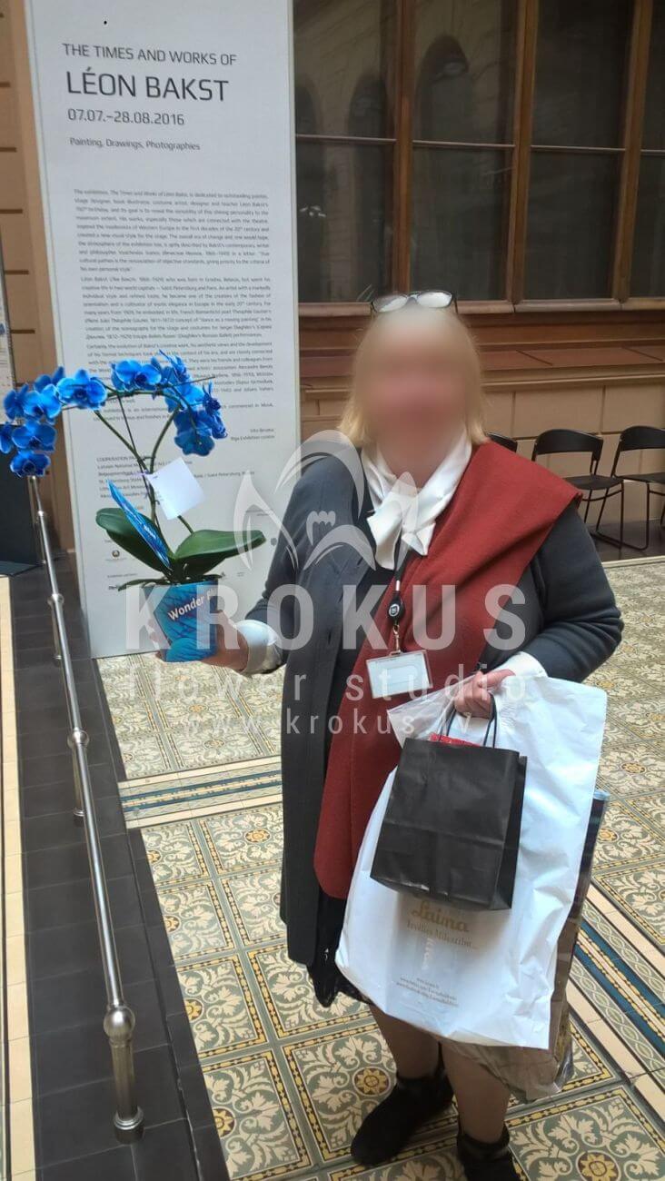 Ziedu piegāde Latvia Latvia (krūmrozesrozā rozespistācijaalstremērijahortenzijas)