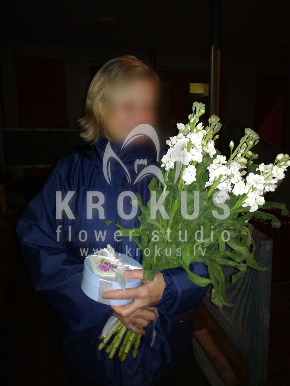 Ziedu piegāde Latvia Rīga (hiacinte)