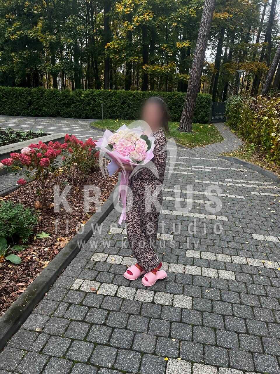 Доставка цветов в город Jūrmala (гортензиипиттоспорум)