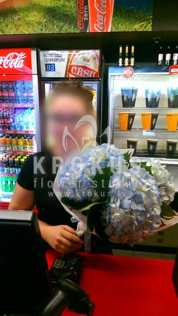 Deliver flowers to Latvia (freesiaorchidspeony rosesoxypetalumhydrangeas)