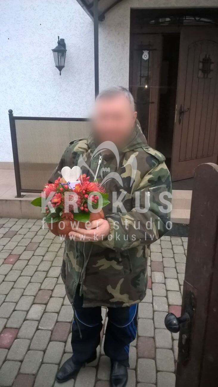 Deliver flowers to Latvia (ilexbruniapumpkinleucadendronleucospermum)