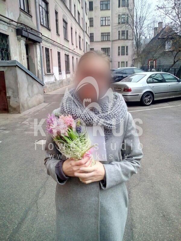 Deliver flowers to Latvia (hyacinthpistacia)
