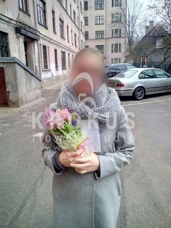 Deliver flowers to Latvia (hyacinth)