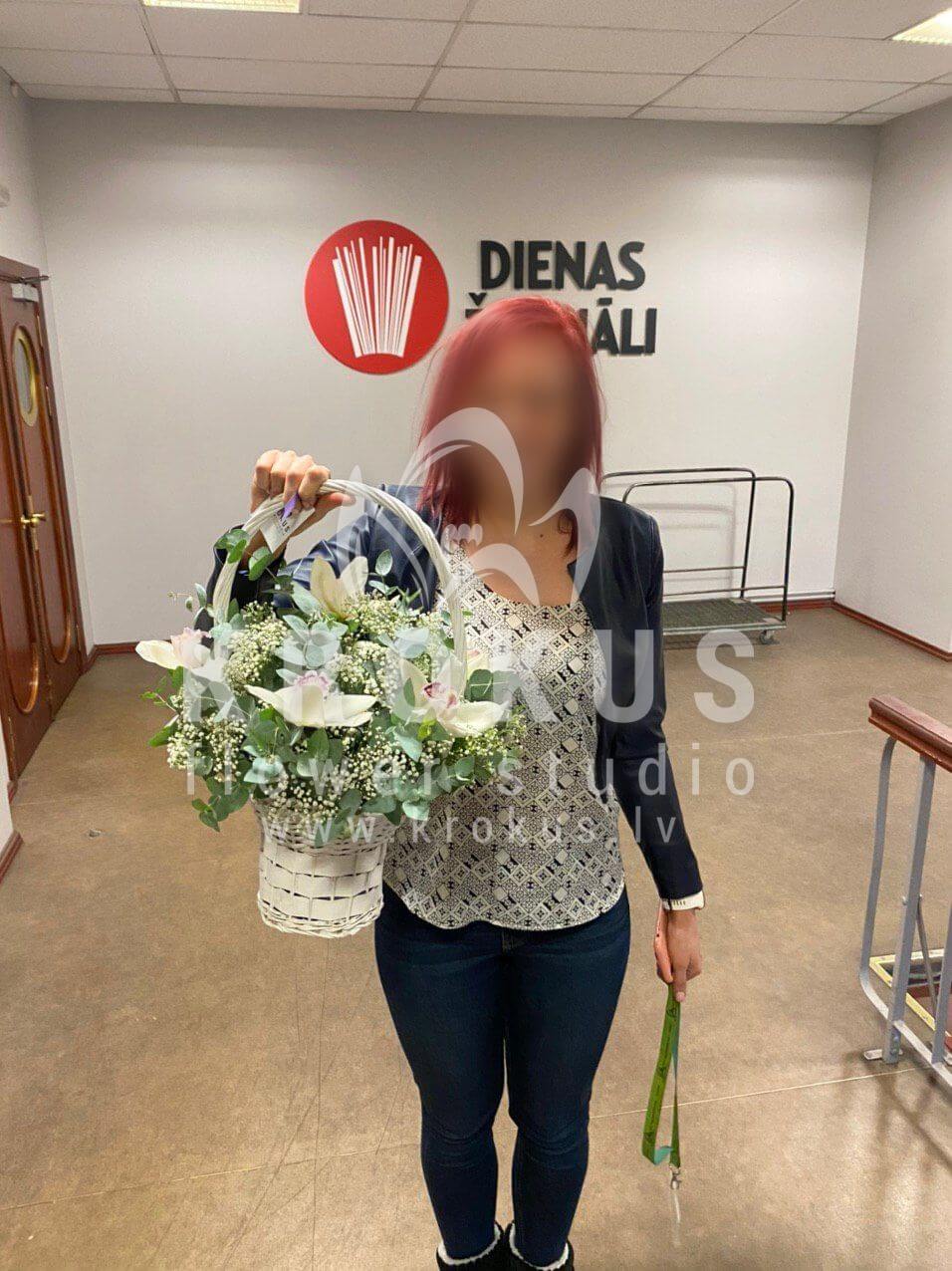 Deliver flowers to Rīga (gypsophilaorchidsgum tree)