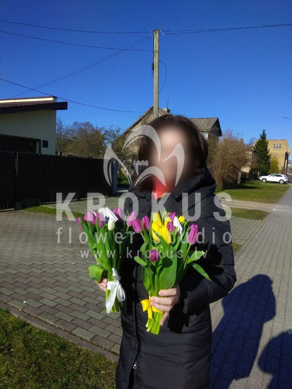 Ziedu piegāde Latvia Ventspils (tulpes)