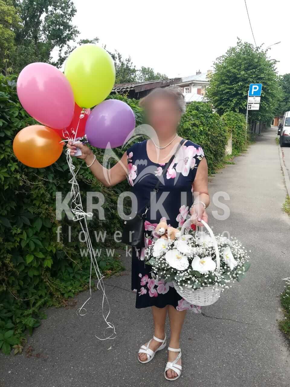 Deliver flowers to Rīga (gypsophilaorchidsgum tree)