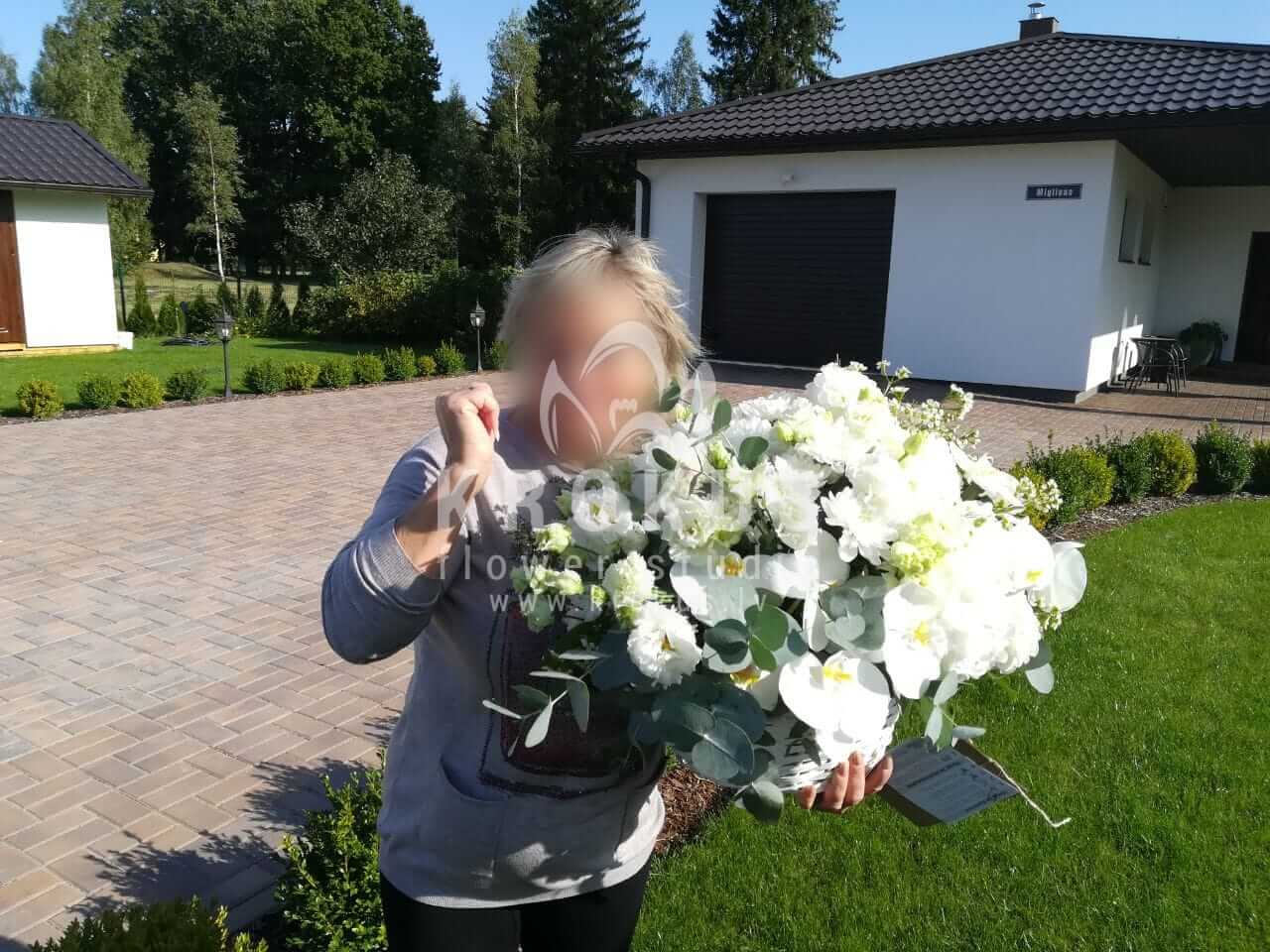 Ziedu piegāde Latvia Iecava (matiolaalstremērijaligustrskrizantēmas eikaliptssalal (goltjēra)lauvmutītes)