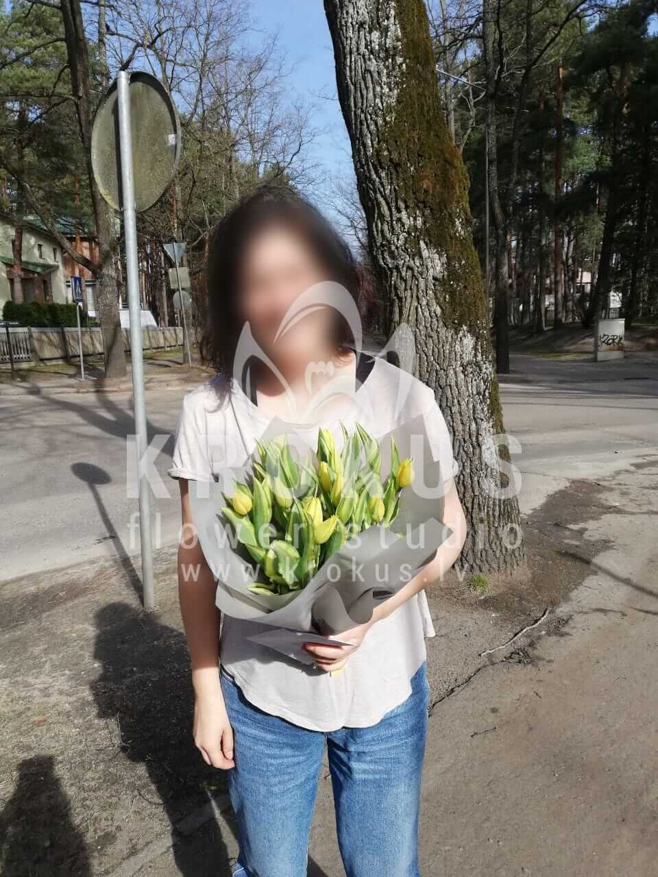 Deliver flowers to Jūrmala (tulips)