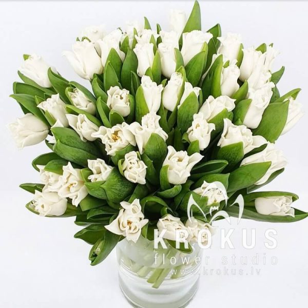 Lilijvejdīgās tulpes