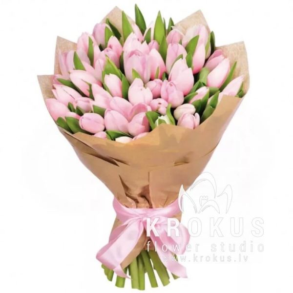 Pink tulip