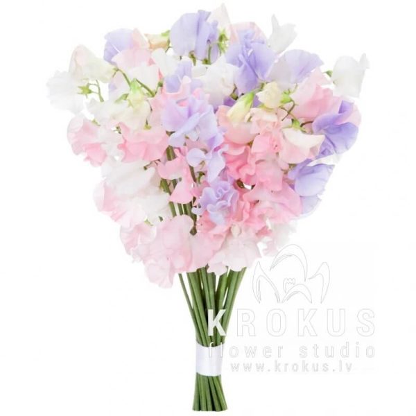 Lathyrus