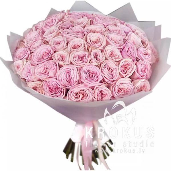 Pink aroma peony roses