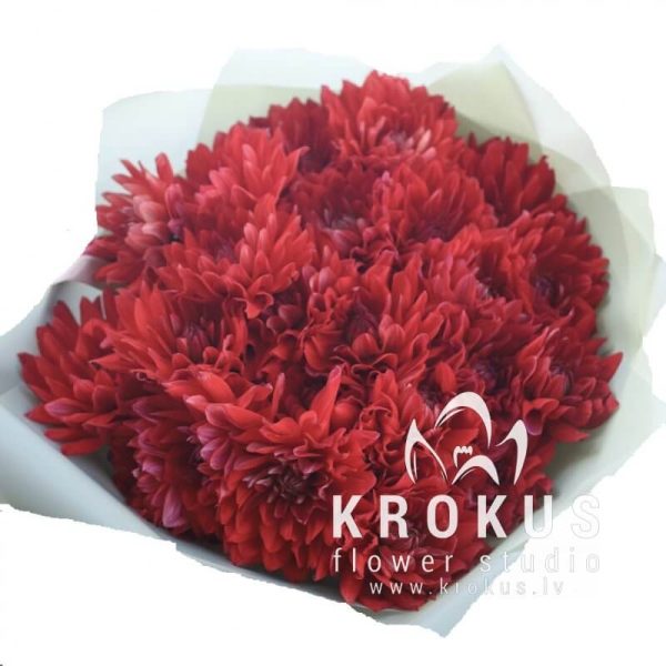 Red dahlias
